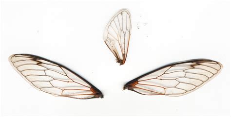 3 Cicada Wings by serp-stock on DeviantArt