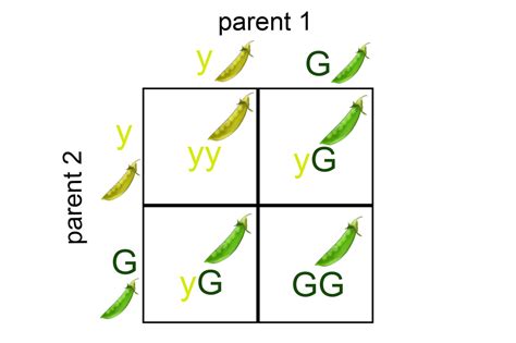 Unit 3: Molecular Biology - AG.& ENVIRONMENTAL SCIENCES ACADEMY