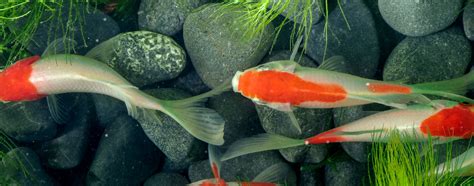 Habitat Needs & Maintenance for Outdoor Koi and Pondfish | Hartz