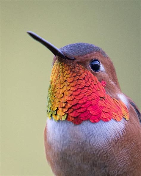 quiet-nymph: “ elijahs_photography on instagram ” Pretty Birds, Love Birds, Beautiful Birds ...
