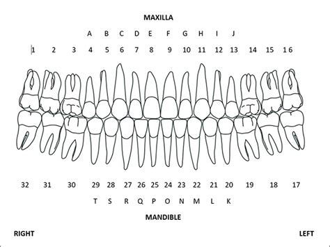 Universal Tooth Numbering System - Anomalies of Tooth Structure ...