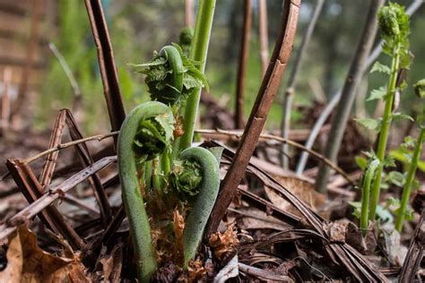 Edible fiddlehead ferns or Matteuccia struthiopteris