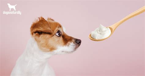 Is Yogurt Good For Dogs? - Dogs Naturally