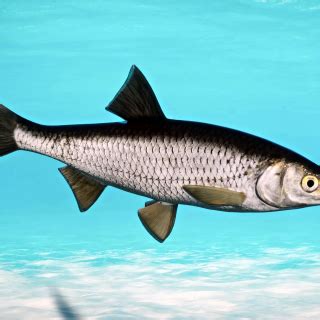 Common Dace - New Species V1.10 | Planet Zoo Mod Download