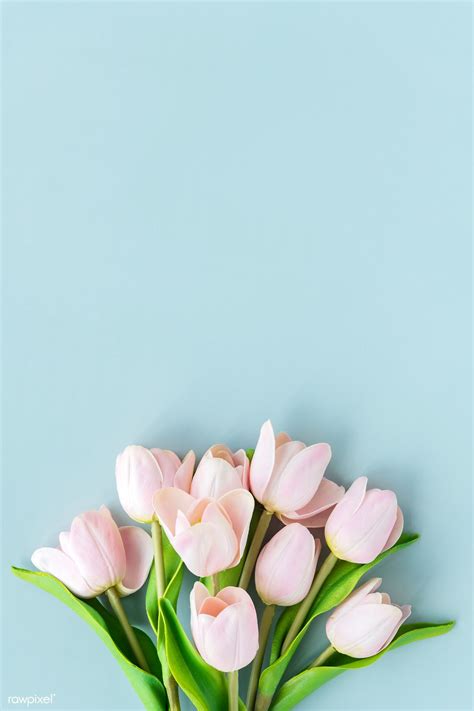 Pink tulip on blank blue background template | premium image by ...