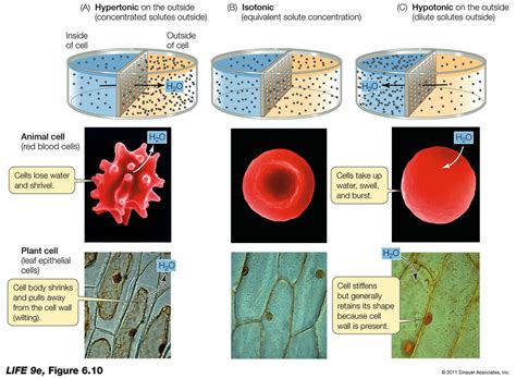 Animal Cell In Hypertonic Solution / SPM Biology: Types of Solution ...