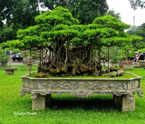 Forests of Bonsai in Hanoi…