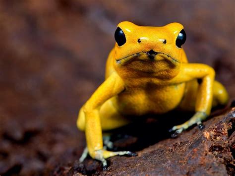 Dollzis: Black And Yellow Poison Dart Frog