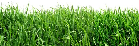 Free Grass Field Cliparts, Download Free Grass Field Cliparts png images, Free ClipArts on ...