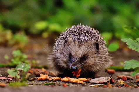 Free Public Domain CC0 Image: Hedgehog Eating Picture. Image: 83076194