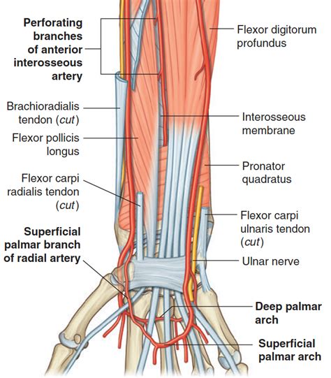 Radial Artery