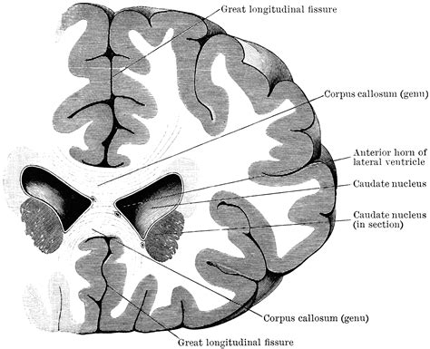 Brain Ventricle Anatomy 2898 | The Best Porn Website