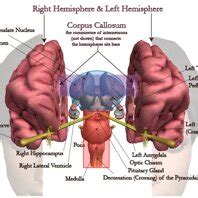 Major components of the human brain. | Download Scientific Diagram