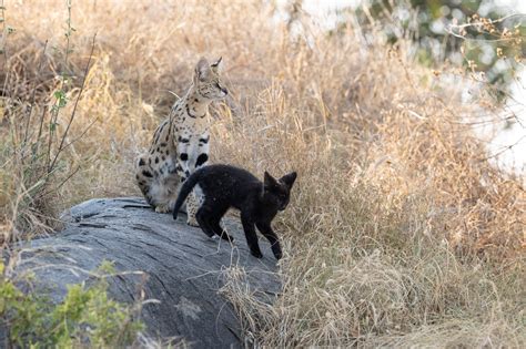 Melanistic Serval Kitten in the Serengeti - Will Burrard-Lucas Blog