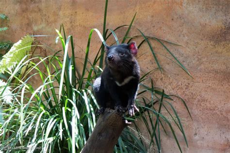 The Best of Sydney with Kids: Wild Life Sydney Zoo - Adventure, baby!