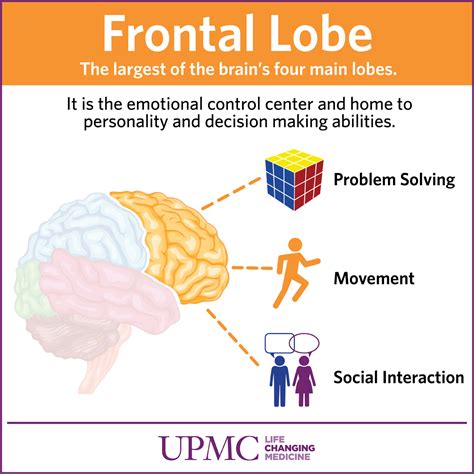 Frontal Lobe | Frontal lobe, Frontal lobe function, Brain lobes