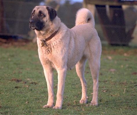 Anatolian shepherd dog breed guide everything you need to know all ...