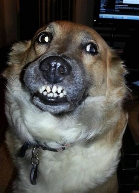 23 Dogs Who Are Too Adorably Stupid For Their Own Good | Dumb dogs, Smiling dogs, Funny dogs