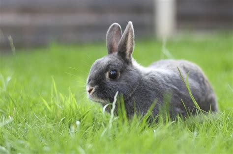 Rabbits Are Eating My Bean Plants | eHow