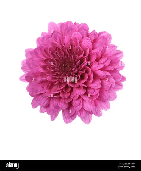 Purple Mum Flower Stock Photo - Alamy