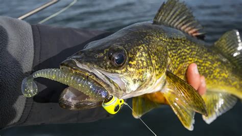 Best Walleye Lures for Fishing - Wired2Fish