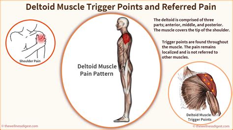 Deltoid Muscle: Shoulder Pain and Weakness - The Wellness Digest