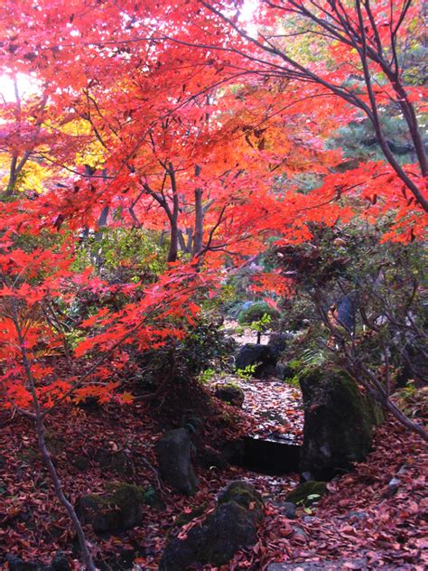 The Best Fall Foliage in Japan