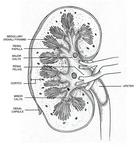 Kidney Cross Section Drawing