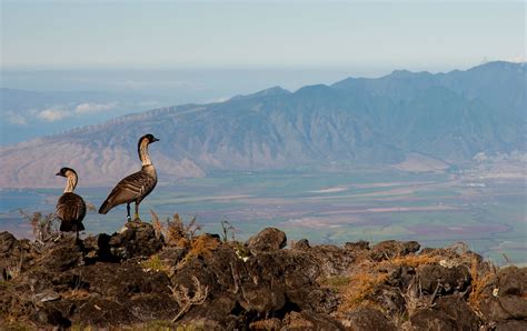 The Nene - Hawaii’s State Bird - Private Tours Hawaii : Personalized ...