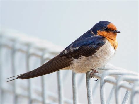 Welcome Swallow - Australia & nearby islands, and self-introduced into New Zealand Purple Martin ...