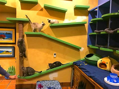 How to Create an Amazing Indoor Cat Play Area - Petful