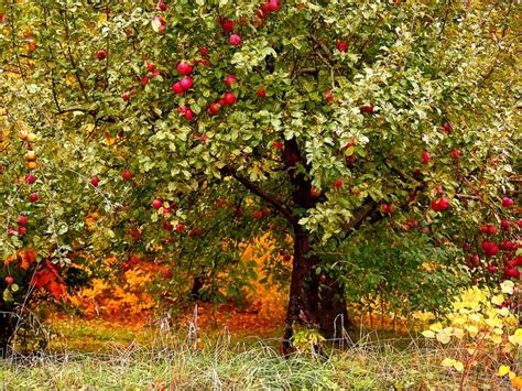 pretty autumn apple orchard | Apple tree, Fall apples, Trees to plant