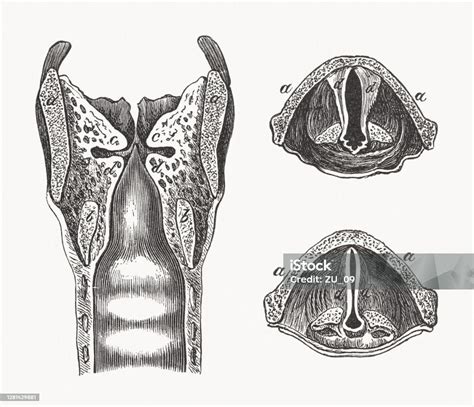 Anatomi Laring Manusia Ukiran Kayu Diterbitkan Pada Tahun 1893 Ilustrasi Stok - Unduh Gambar ...