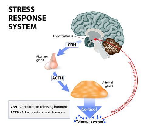 4a4 Stress & Metabolism – Nature Journals