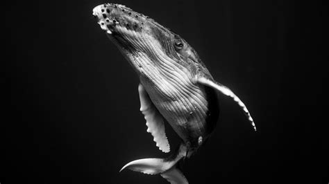 Fotos en blanco y negro de ballenas jorobadas migrando - Creators