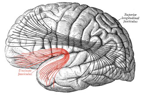 Answer: The uncinate fasciculus is a white matter tract in the brain that connects the anterior ...