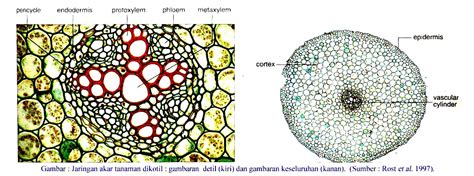 Ananda's Blog: Struktur Akar Tumbuhan Monokotil dan Dikotil