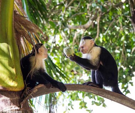 Manuel Antonio Costa Rica - An incredible Park full of wildlife