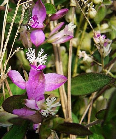 Polygala tenuifolia | Herb seeds, Botanical beauty, Plants