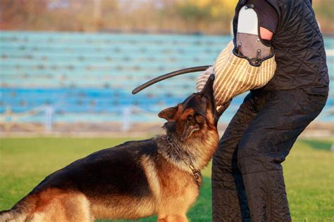 10 Impressive Dogs with a Massive Bite Force