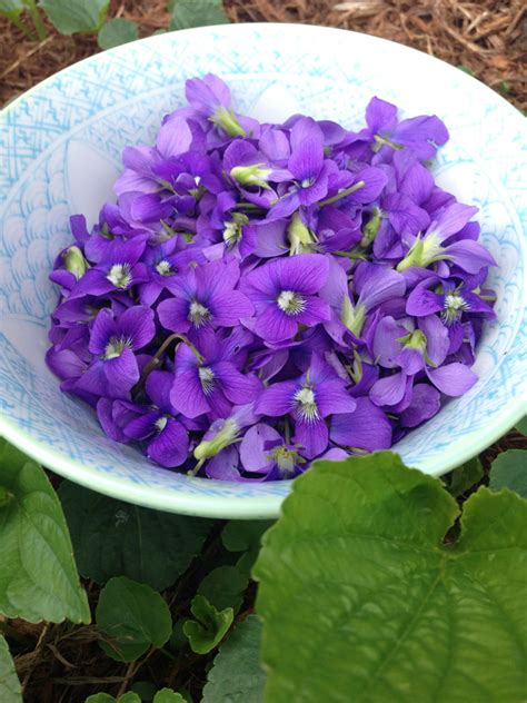 Violet’s Edible and Medicinal Uses | Chestnut School of Herbal Medicine