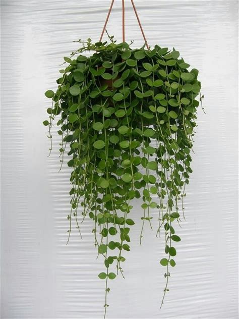 Looking Good Types Of Indoor Hanging Plants White Plastic Planter