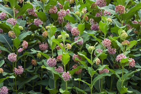 8 Different Types of Milkweed (Photos) - Garden Lovers Club