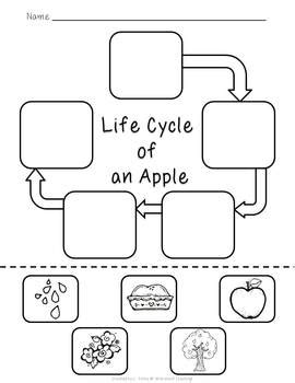 Apple Life Cycle Worksheet