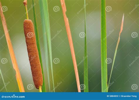 Reed Plant II stock photo. Image of aquatic, river, plants - 5884832