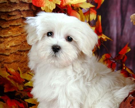 Cute Dogs: Maltese Dogs