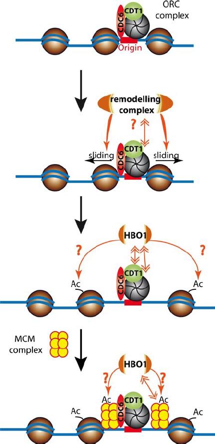 Chromatin remodeling and origin recognition. Chromatin remodeling ...