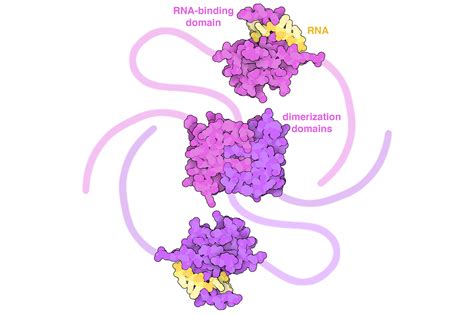 Structure of SARS-CoV-2 nucleocapsid highlighted as the Molecule of the ...