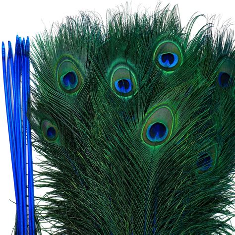 12 COLORS Peacock Eye Feathers 8-15 5 to 100 pieces Dyed | Etsy