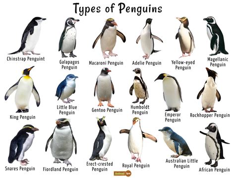 Penguin Facts, Types, Habitat, Diet, Adaptations, Pictures 11E